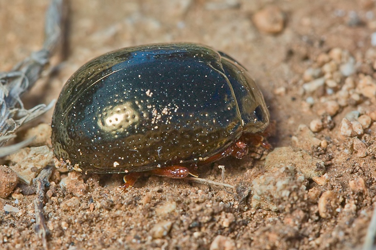 Chrysomelidae: Chrysolina bankii